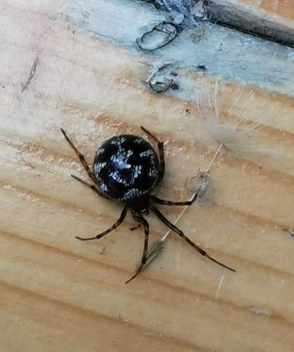 Réf. 324 501 : Steatoda triangulosa